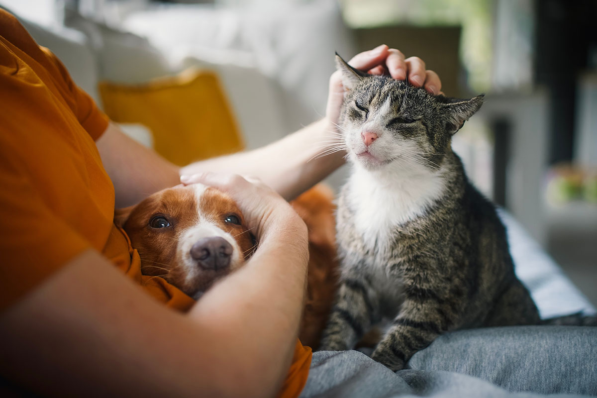 Low Voltage Contractor Services: How Reliable Technology Supports Animal Shelters and Rescue Organizations